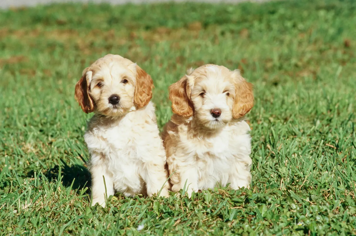 Kupno szczeniaka Labradoodle oznacza wzięcie na siebie odpowiedzialności! Kup szczenięta Labradoodle.