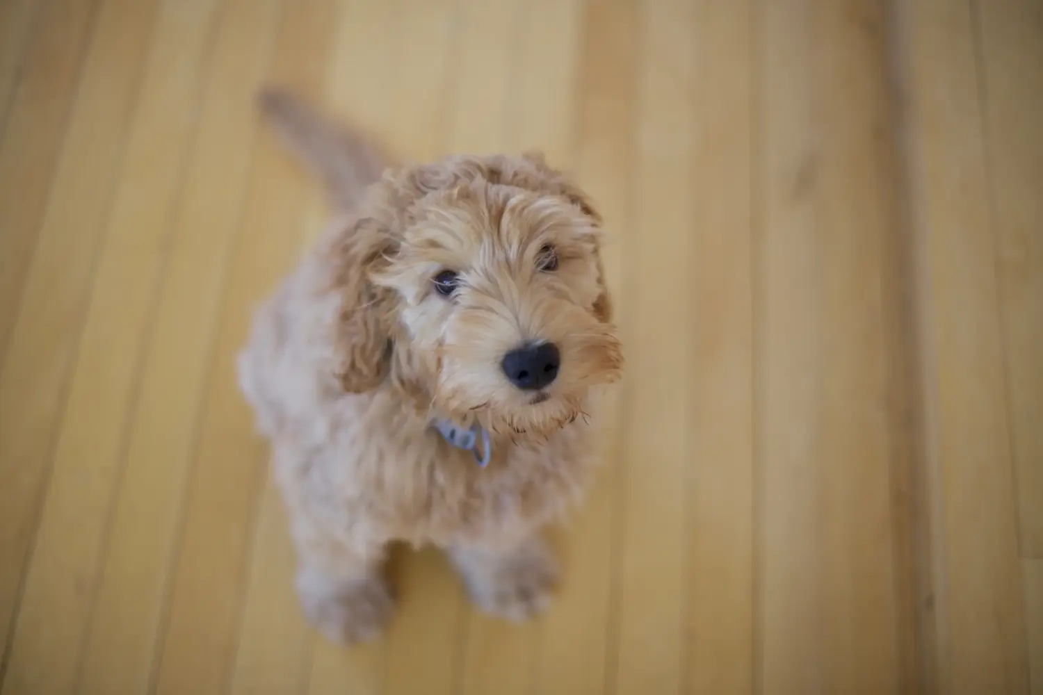 Kupno szczeniaka Labradoodle oznacza wzięcie na siebie odpowiedzialności! Kup szczenięta Labradoodle.