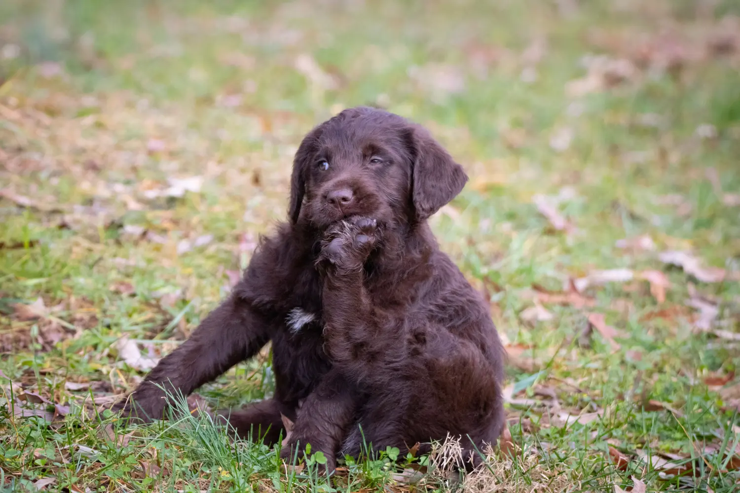 Kupno szczeniaka Labradoodle oznacza wzięcie na siebie odpowiedzialności! Kup szczenięta Labradoodle.
