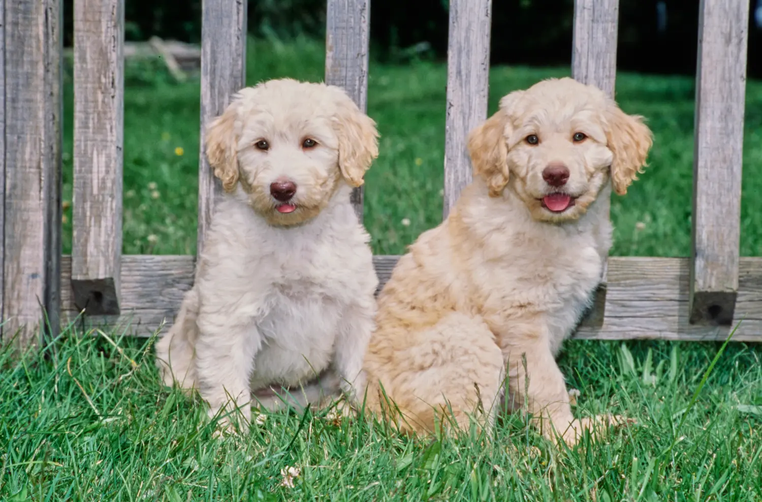 Kupno szczeniaka Labradoodle oznacza wzięcie na siebie odpowiedzialności! Kup szczenięta Labradoodle.
