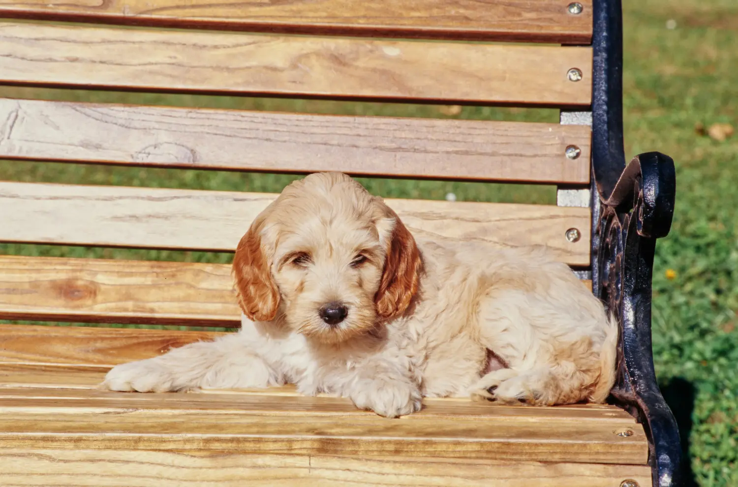 Kupno szczeniaka Labradoodle oznacza wzięcie na siebie odpowiedzialności! Kup szczenięta Labradoodle.