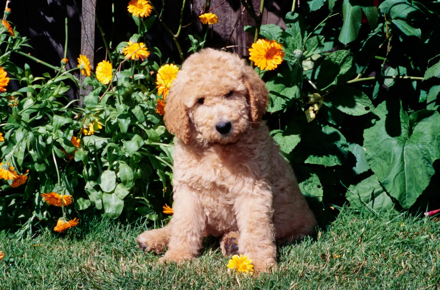 Kupno szczeniaka Labradoodle oznacza wzięcie na siebie odpowiedzialności! Kup szczenięta Labradoodle.