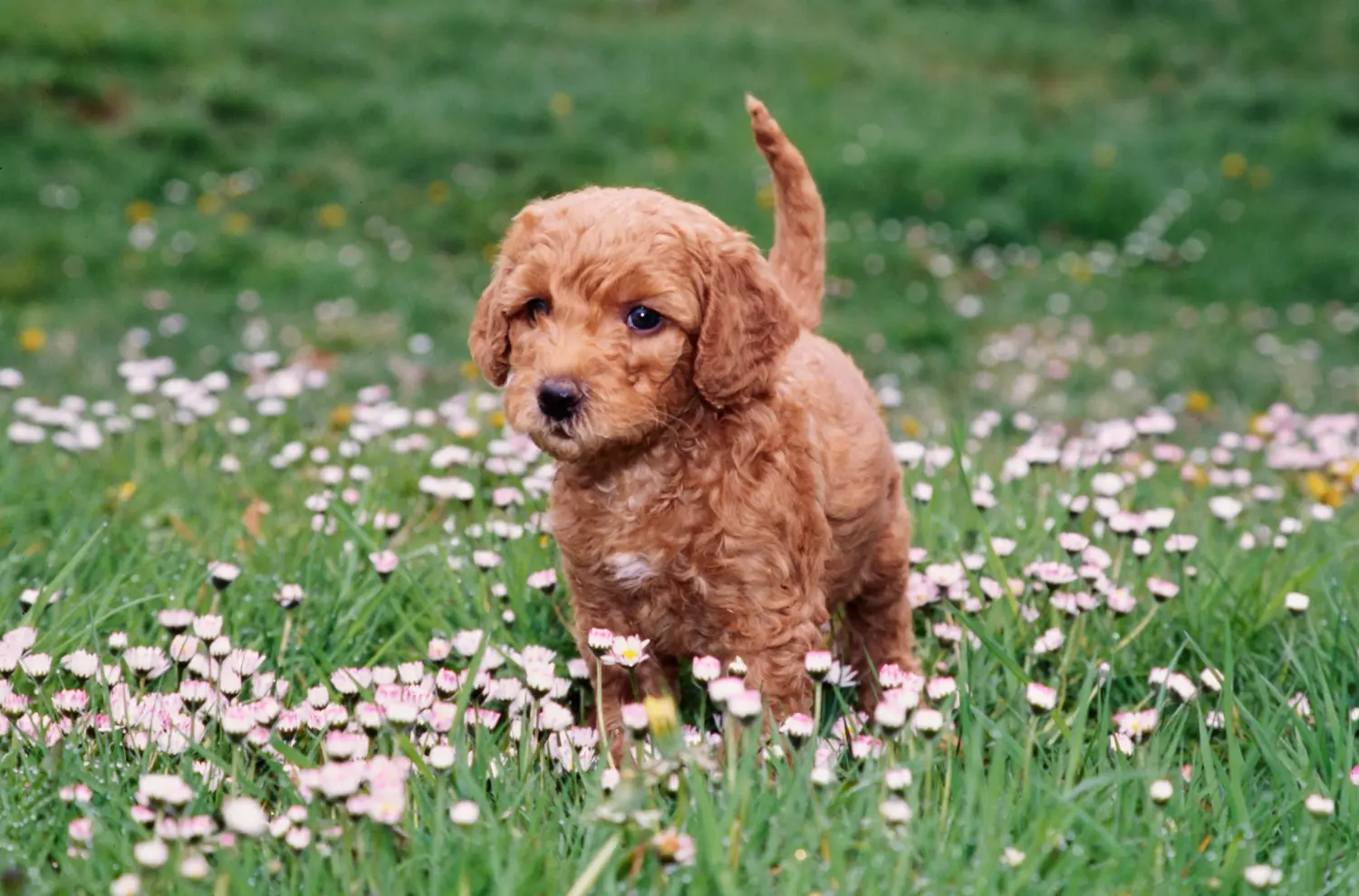 Kupno szczeniaka Labradoodle oznacza wzięcie na siebie odpowiedzialności! Kup szczenięta Labradoodle.