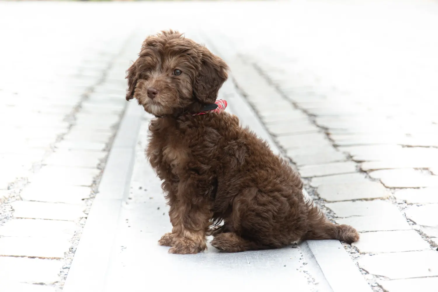 Kupno szczeniaka Labradoodle oznacza wzięcie na siebie odpowiedzialności! Kup szczenięta Labradoodle.
