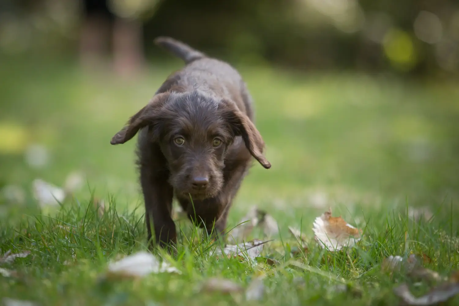 Kupno szczeniaka Labradoodle oznacza wzięcie na siebie odpowiedzialności! Kup szczenięta Labradoodle.