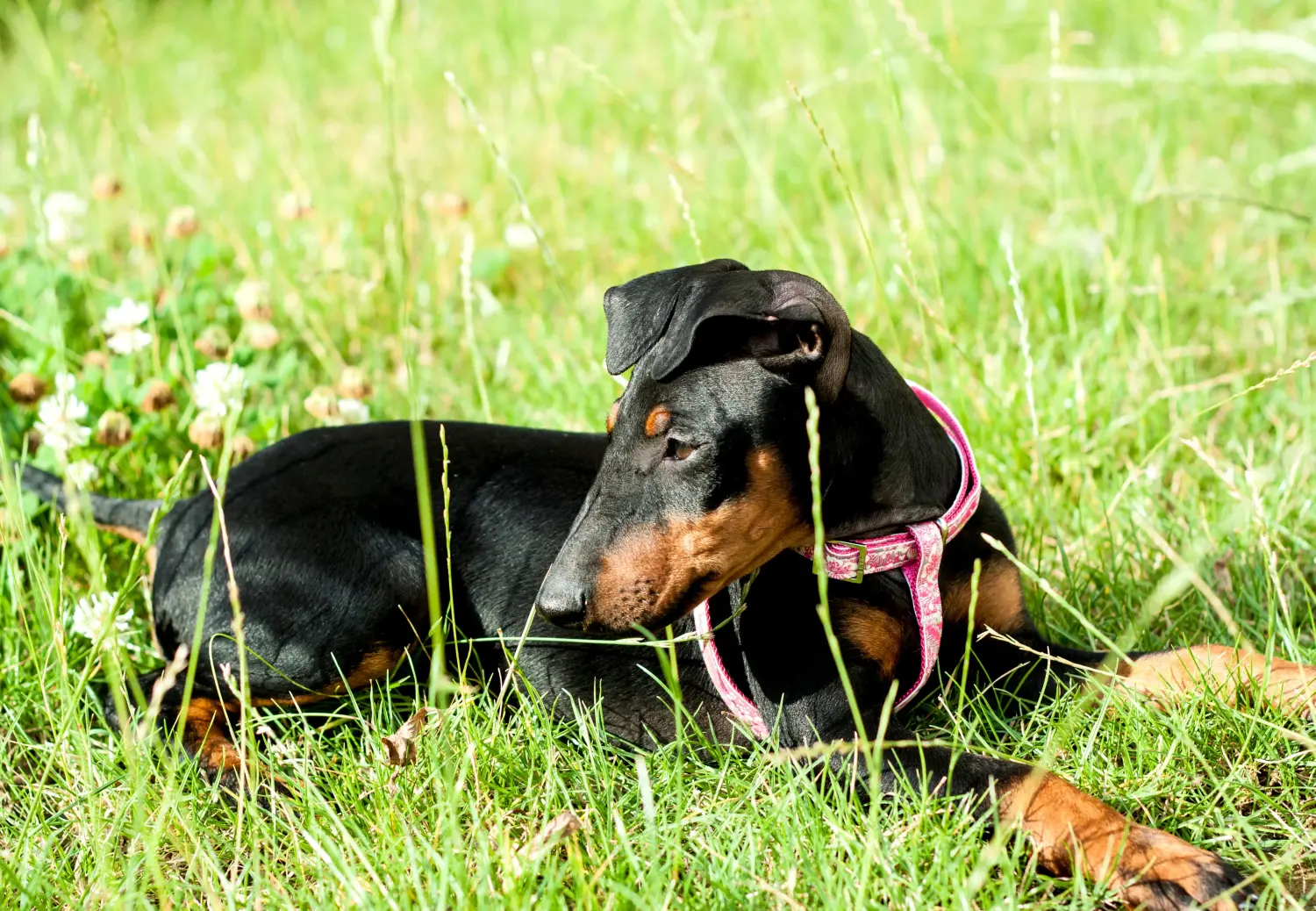 Kupno szczeniaka Manchester Terrier oznacza wzięcie na siebie odpowiedzialności! Kup szczenięta Manchester Terrier.