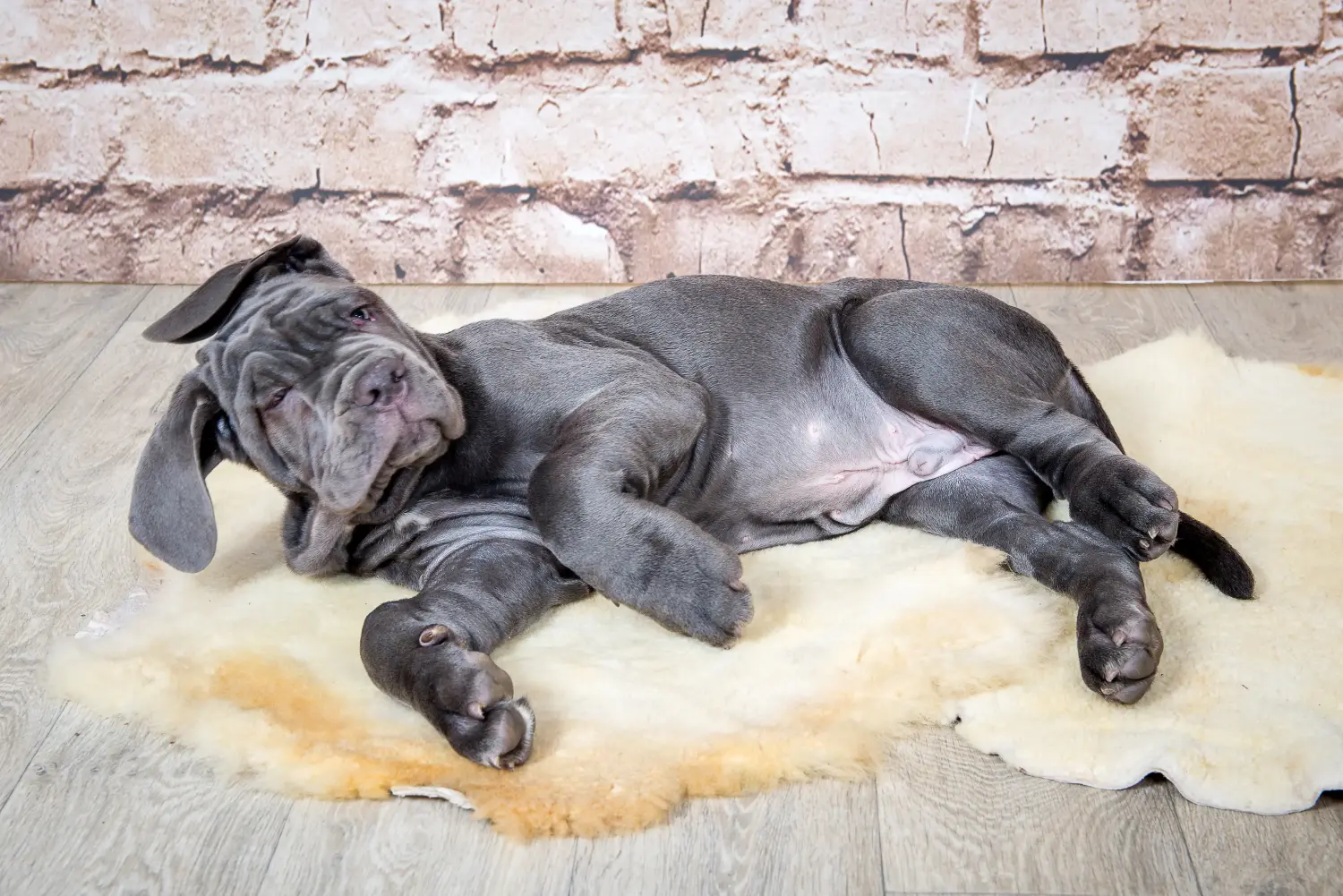 Kupno szczeniaka Mastino Napoletano oznacza wzięcie na siebie odpowiedzialności! Kup szczenięta Mastino Napoletano.