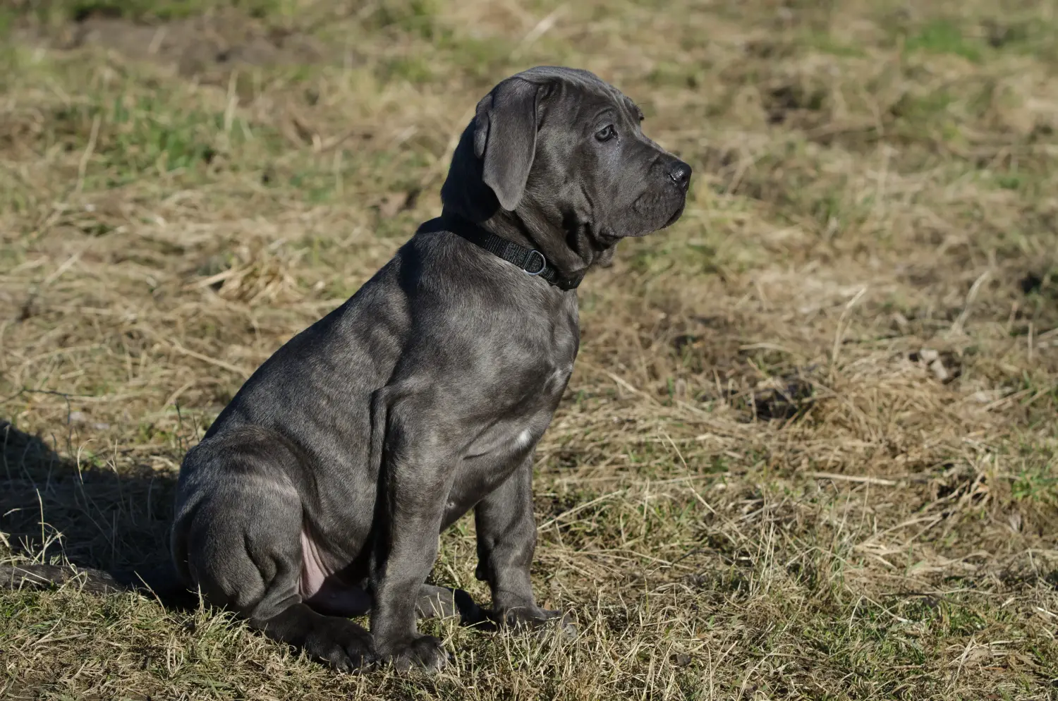 Kupno szczeniaka Mastino Napoletano oznacza wzięcie na siebie odpowiedzialności! Kup szczenięta Mastino Napoletano.