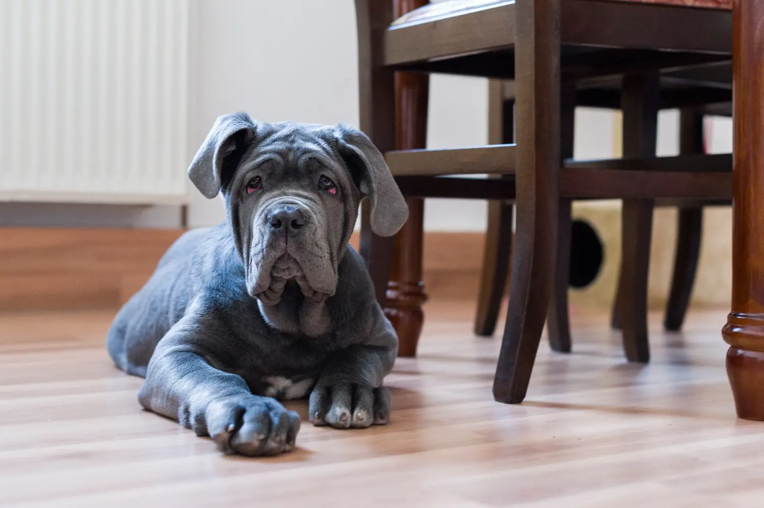 Kupno szczeniaka Mastino Napoletano oznacza wzięcie na siebie odpowiedzialności! Kup szczenięta Mastino Napoletano.