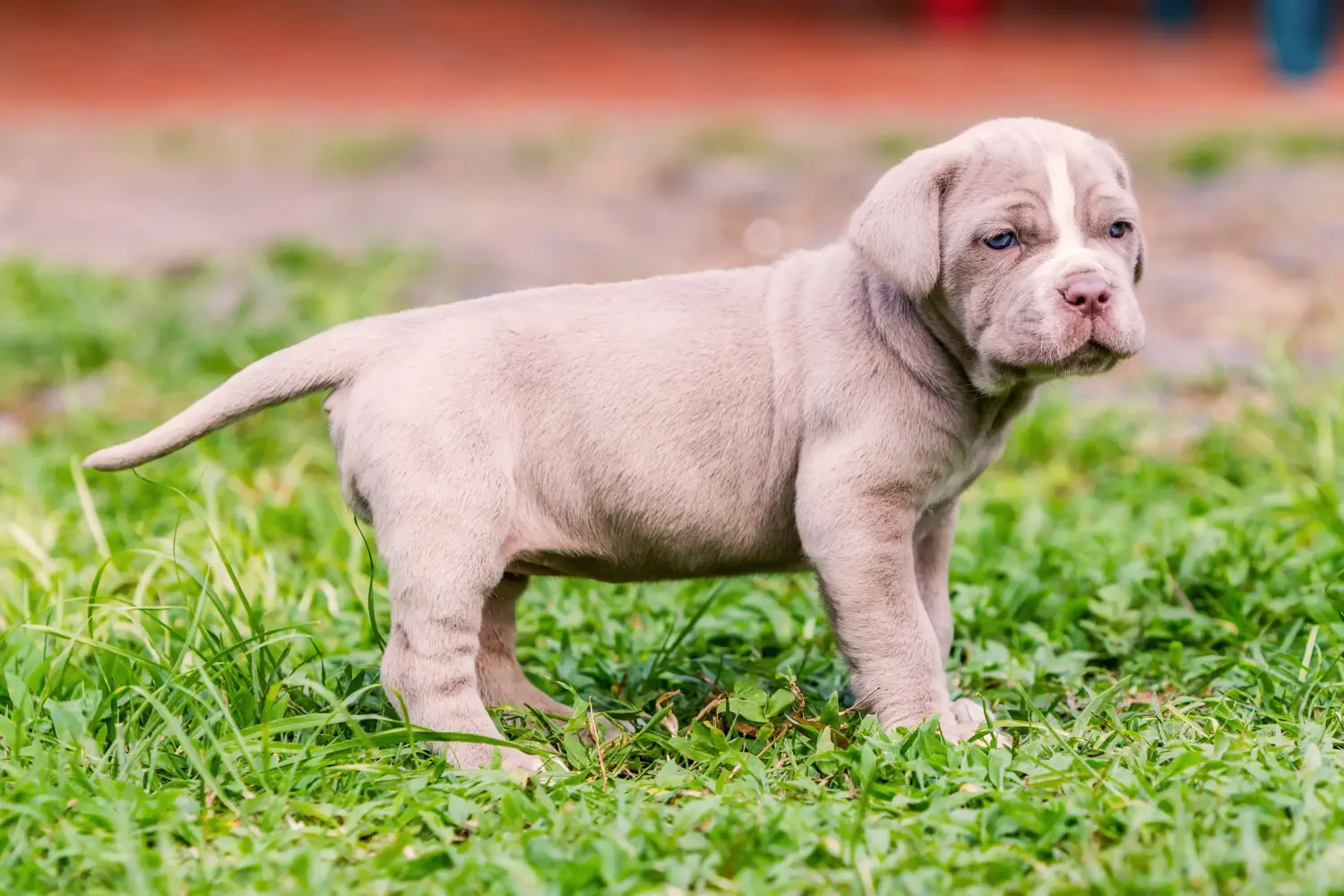 Kupno szczeniaka Mastino Napoletano oznacza wzięcie na siebie odpowiedzialności! Kup szczenięta Mastino Napoletano.