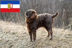 Read more about the article Hodowcy i szczenięta Pudelpointer w Szlezwik-Holsztyn