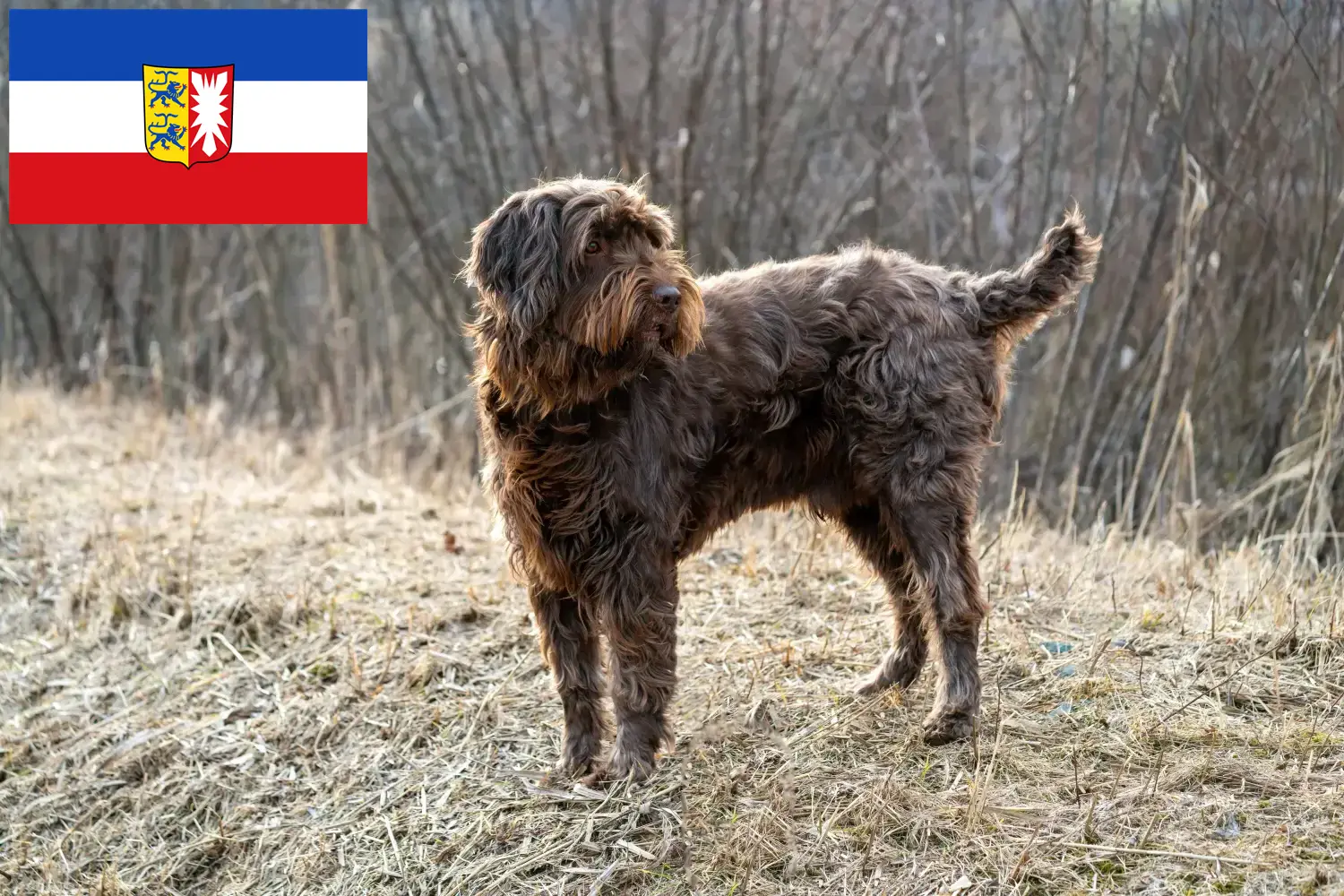 Read more about the article Hodowcy i szczenięta Pudelpointer w Szlezwik-Holsztyn