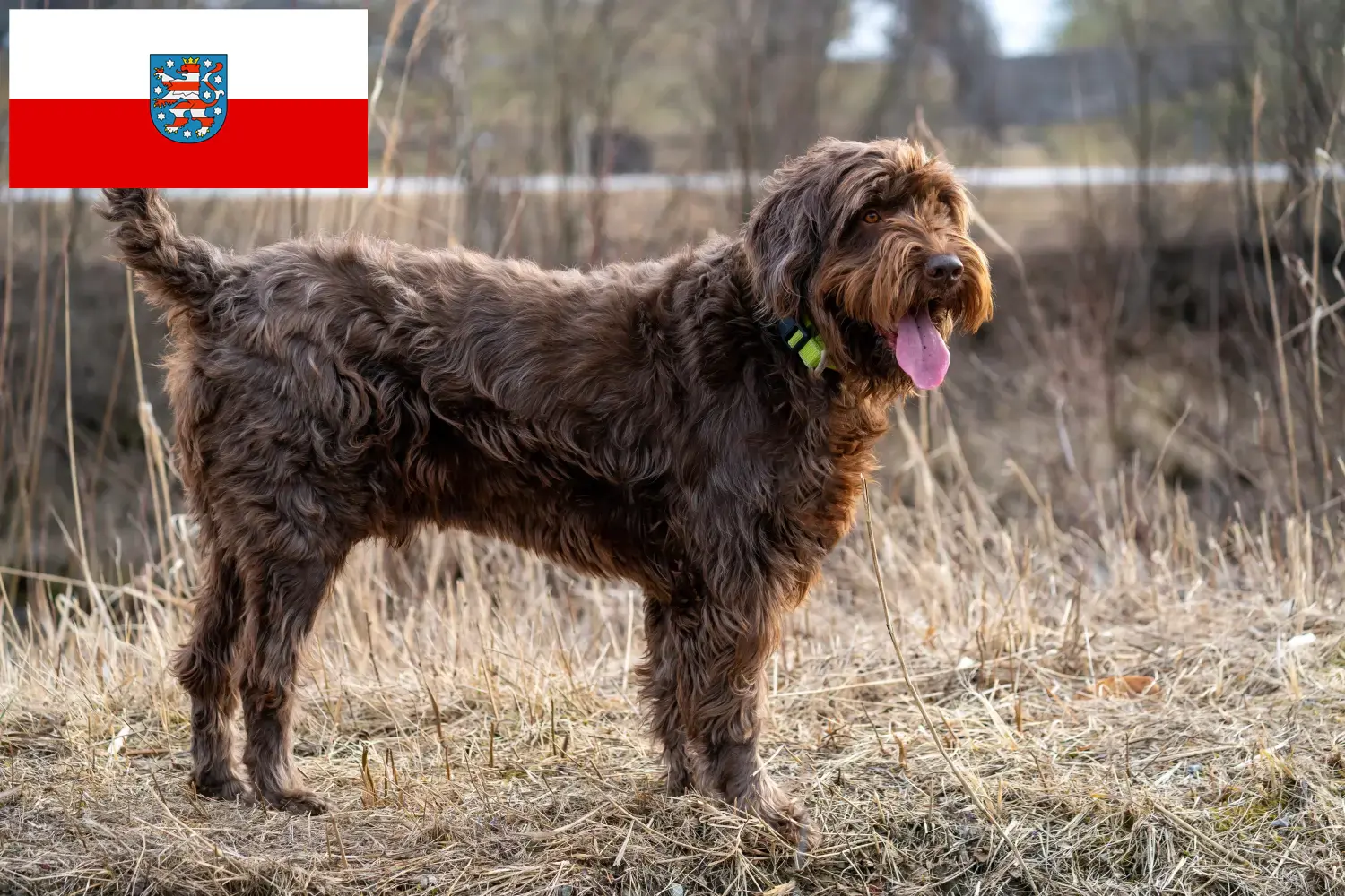 Read more about the article Pudelpointer hodowcy i szczenięta w Turyngia