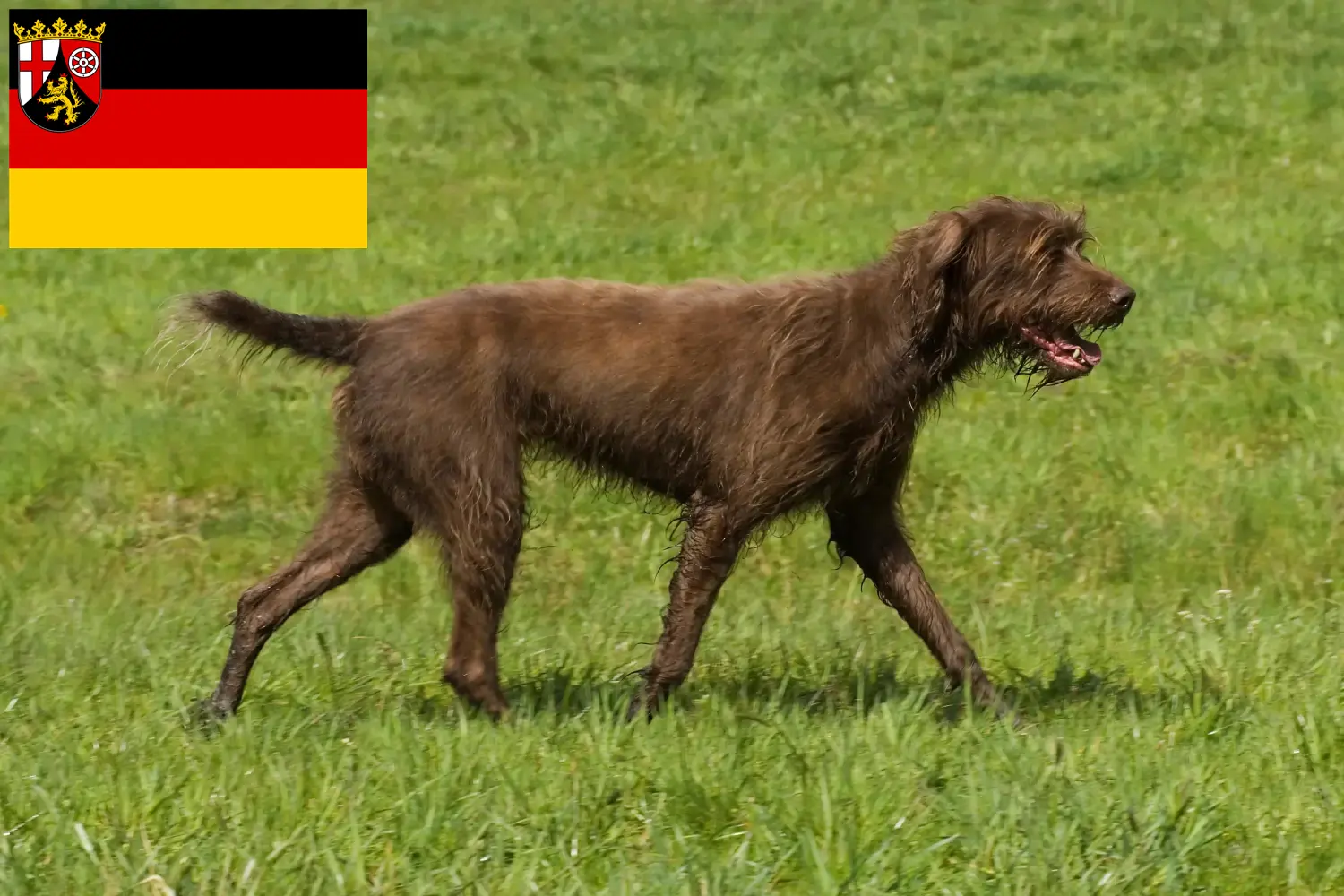 Pudelpointer szczenięta i hodowcy Nadrenia-Palatynat Tutaj znajdą Państwo hodowców Pudelpointer w Nadrenia-Palatynat.