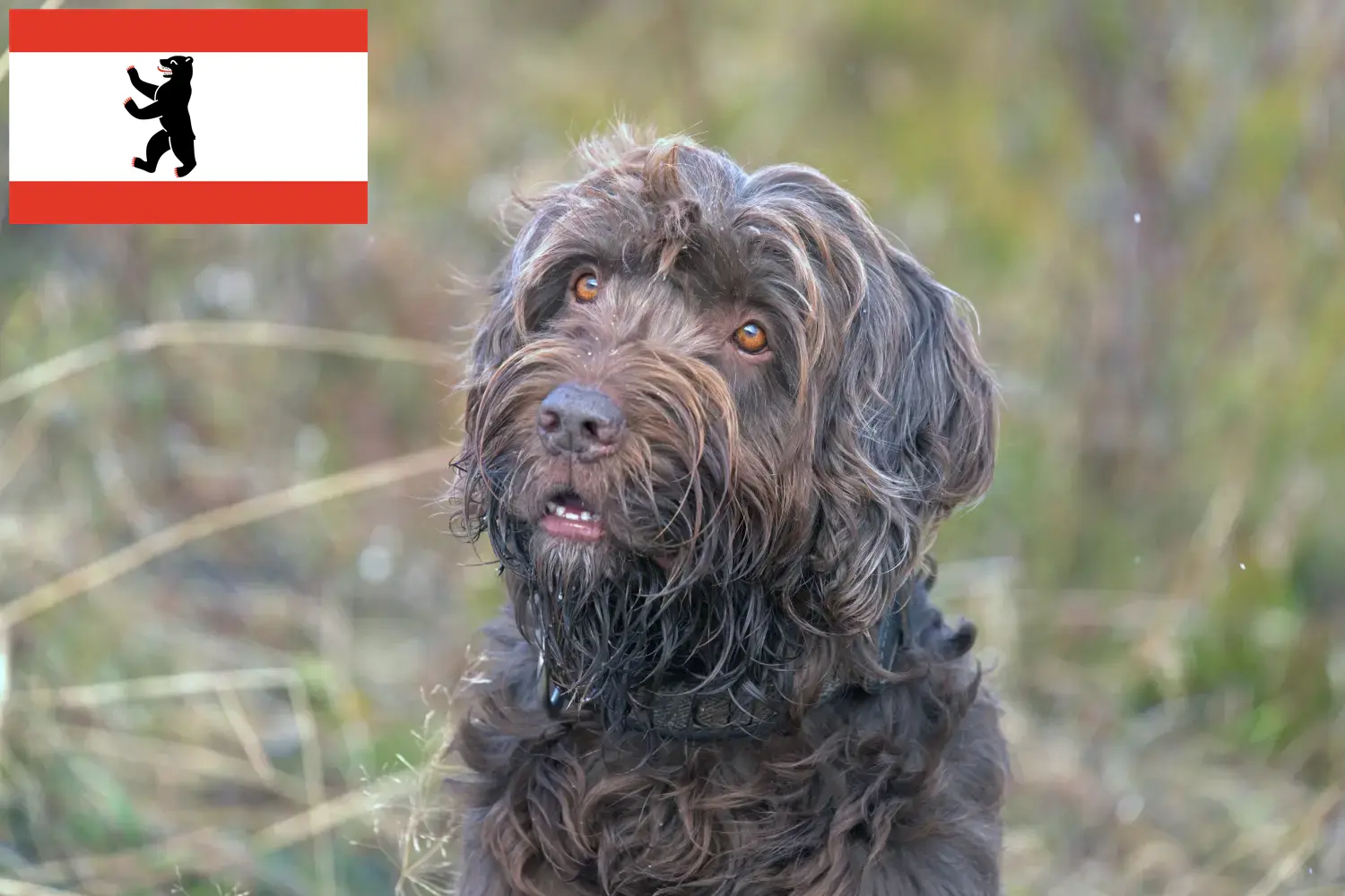 Pudelpointer szczenięta i hodowcy Berlin Tutaj można znaleźć hodowców Pudelpointer w Berlin.