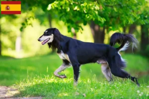 Read more about the article Hodowcy i szczenięta Saluki w Hiszpania