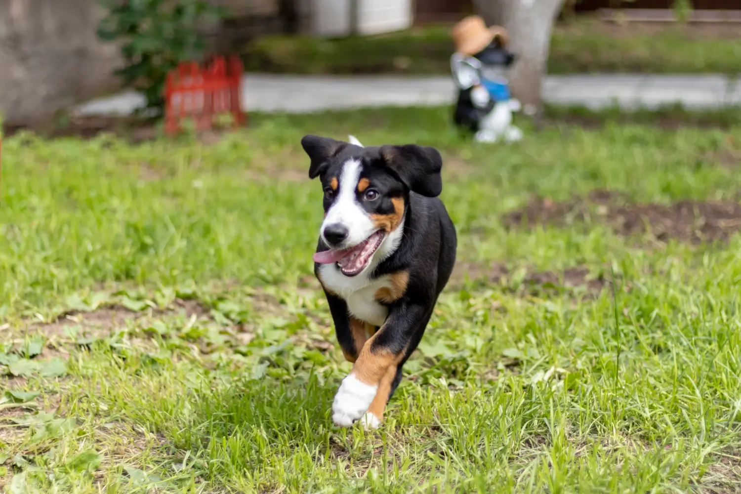 Zakup szczeniaka Entlebuch Mountain Dog oznacza wzięcie odpowiedzialności! Kup szczenięta Entlebuch Mountain Dog.