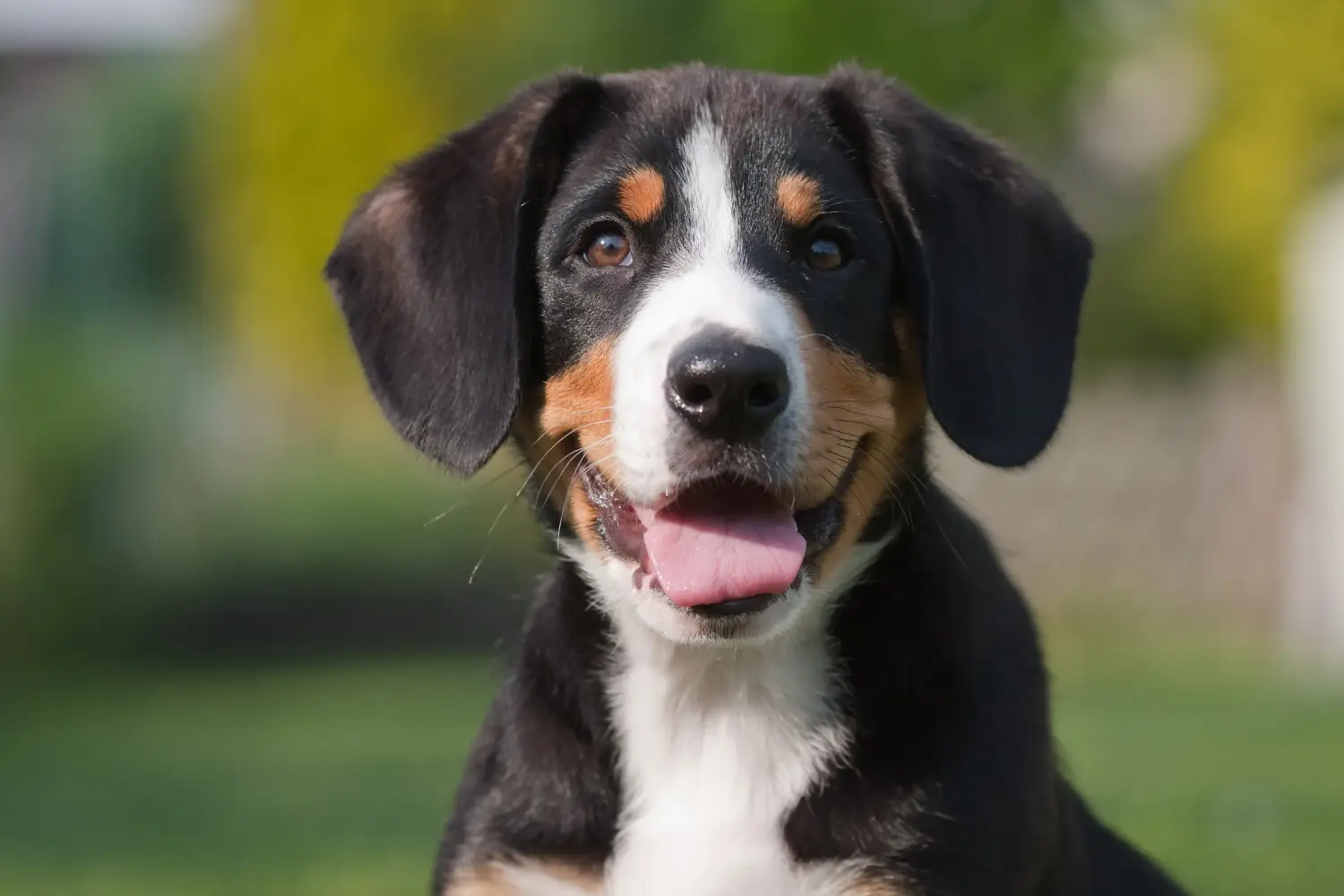 Zakup szczeniaka Entlebuch Mountain Dog oznacza wzięcie odpowiedzialności! Kup szczenięta Entlebuch Mountain Dog.