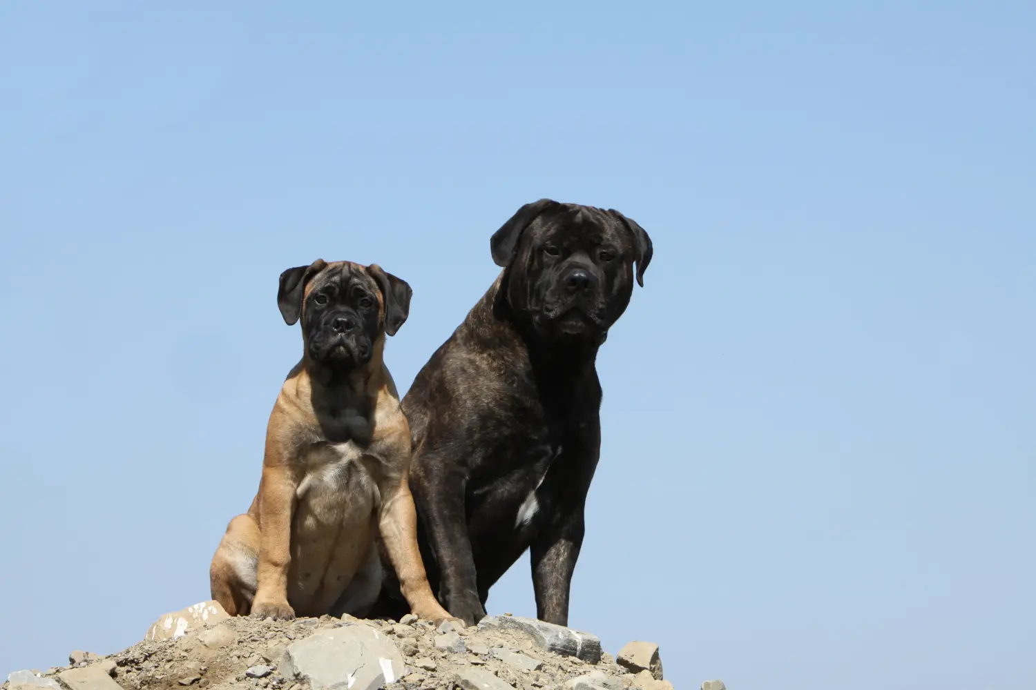 Kupno szczeniaka Bullmastiff oznacza wzięcie na siebie odpowiedzialności! Kup szczenięta rasy Bullmastiff.