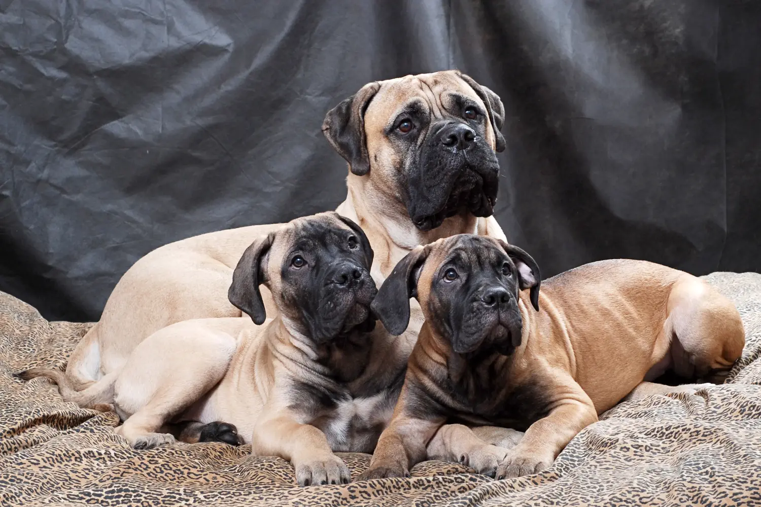 Kupno szczeniaka Bullmastiff oznacza wzięcie na siebie odpowiedzialności! Kup szczenięta rasy Bullmastiff.