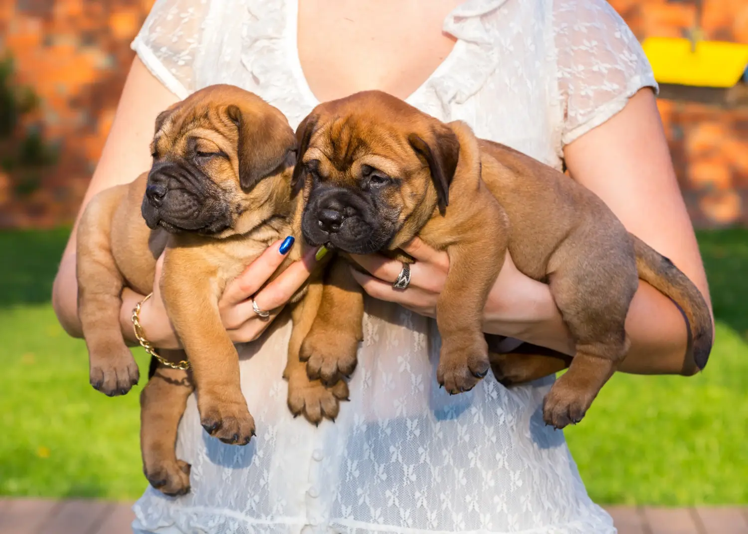 Kupno szczeniaka Bullmastiff oznacza wzięcie na siebie odpowiedzialności! Kup szczenięta rasy Bullmastiff.