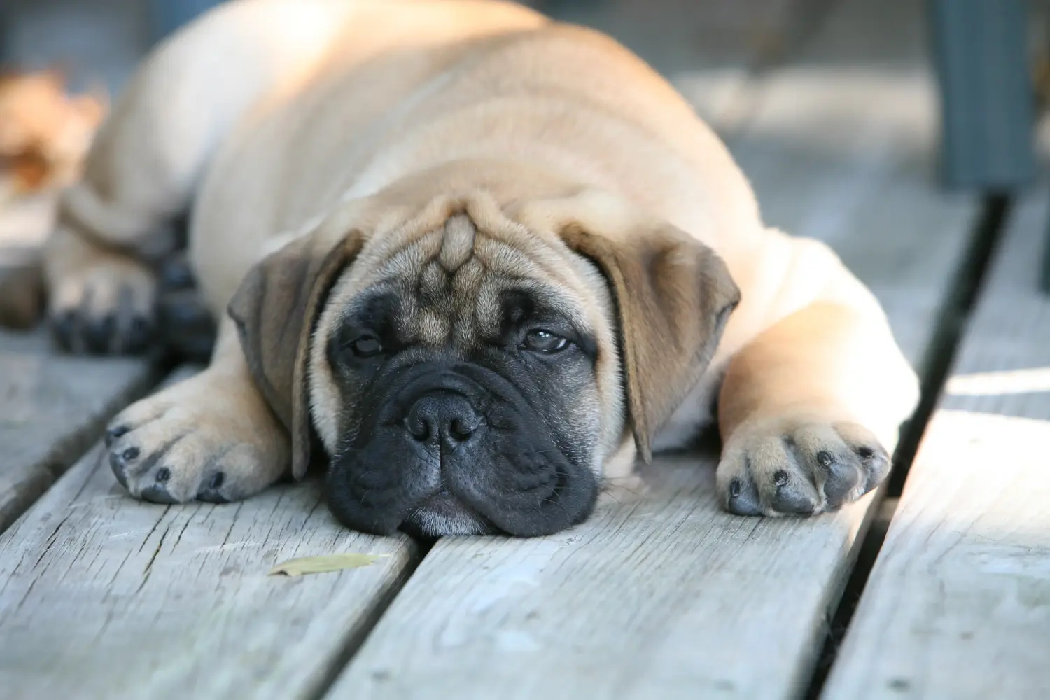 Kupno szczeniaka Bullmastiff oznacza wzięcie na siebie odpowiedzialności! Kup szczenięta rasy Bullmastiff.