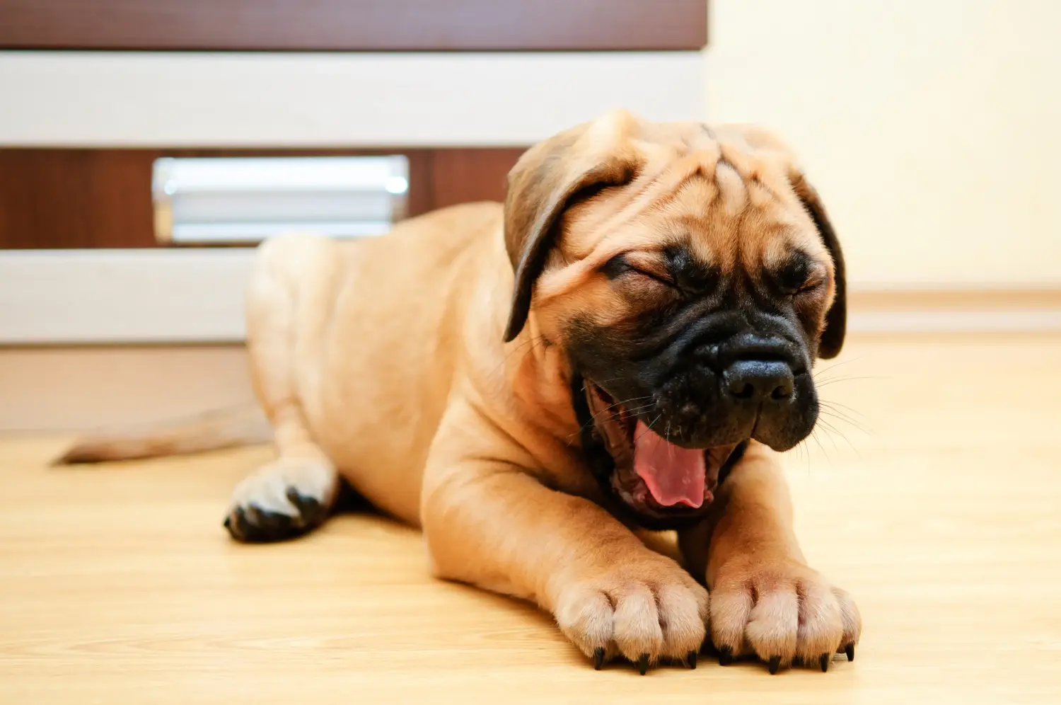 Kupno szczeniaka Bullmastiff oznacza wzięcie na siebie odpowiedzialności! Kup szczenięta rasy Bullmastiff.