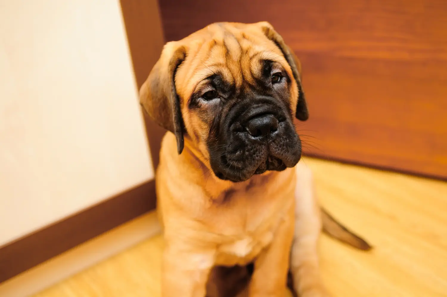 Kupno szczeniaka Bullmastiff oznacza wzięcie na siebie odpowiedzialności! Kup szczenięta rasy Bullmastiff.