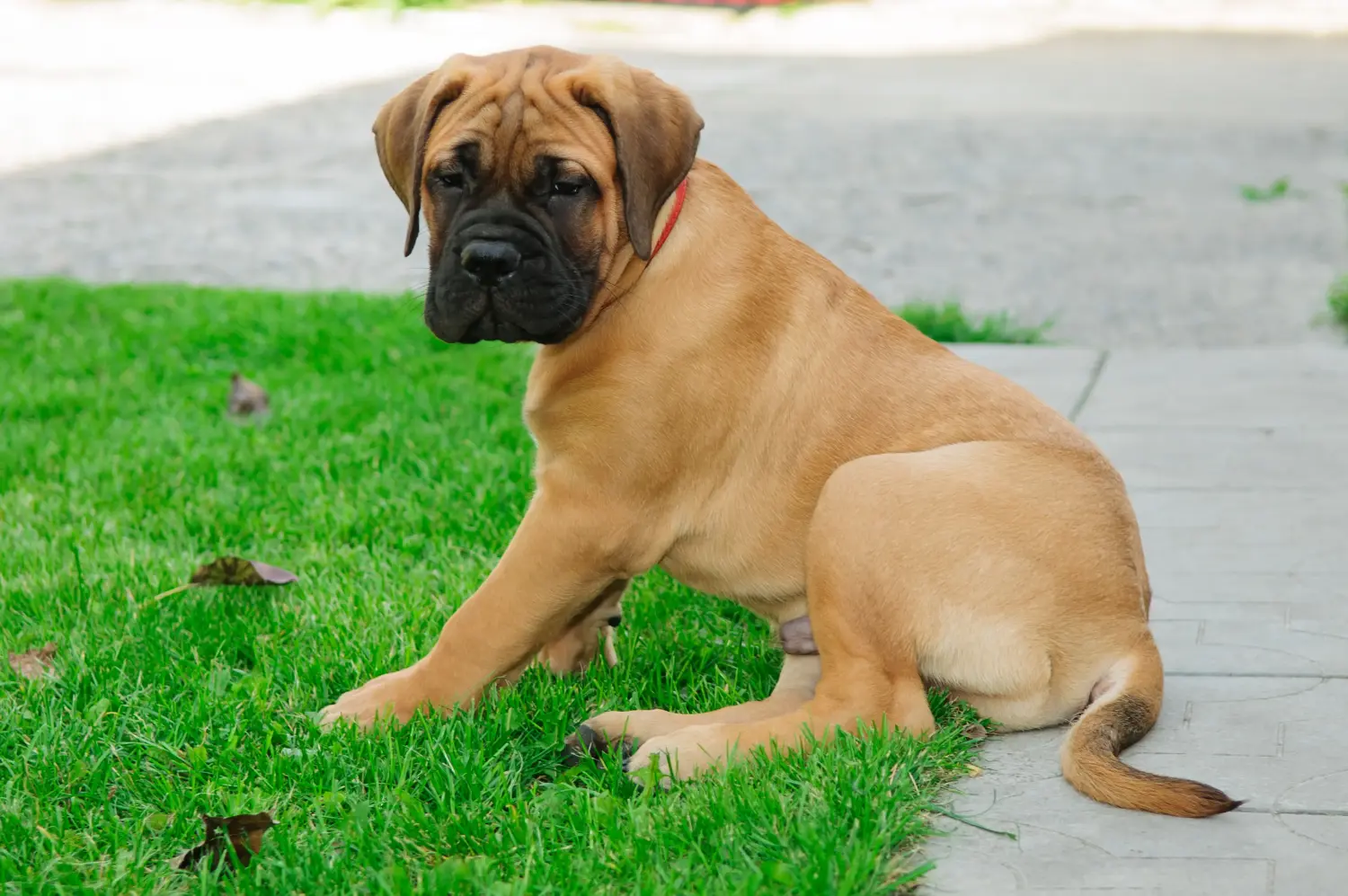 Kupno szczeniaka Bullmastiff oznacza wzięcie na siebie odpowiedzialności! Kup szczenięta rasy Bullmastiff.