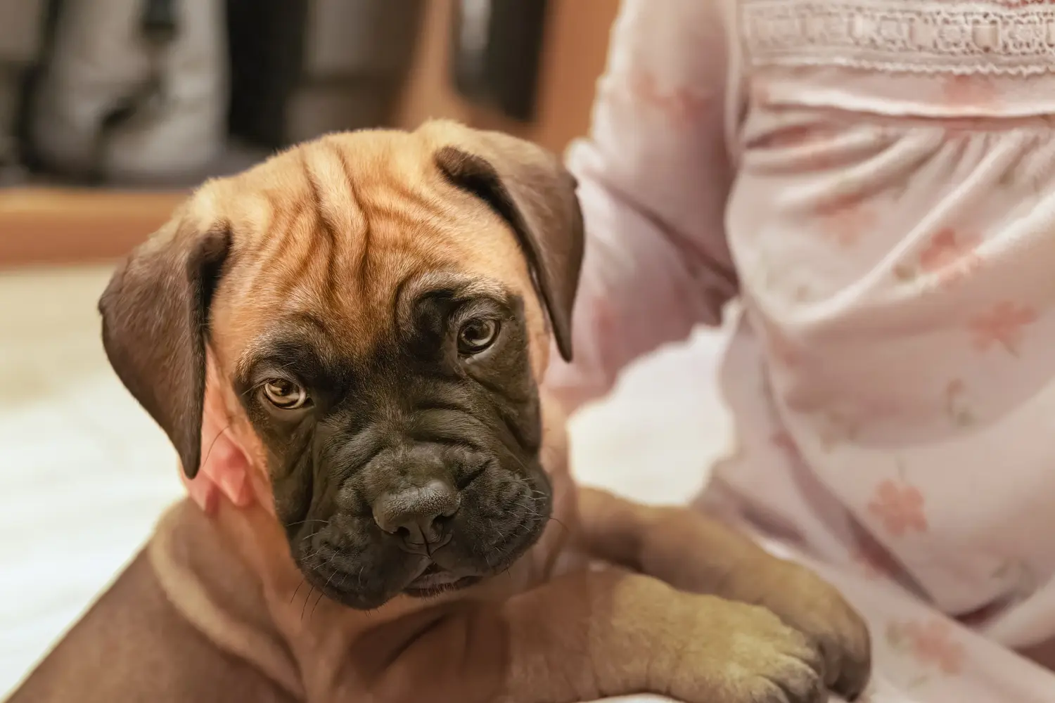 Kupno szczeniaka Bullmastiff oznacza wzięcie na siebie odpowiedzialności! Kup szczenięta rasy Bullmastiff.