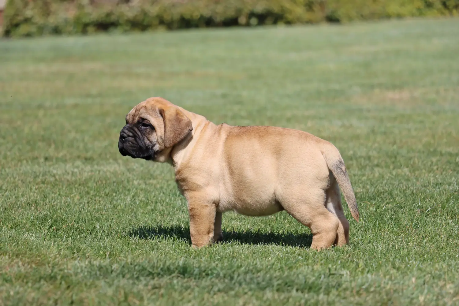 Kupno szczeniaka Bullmastiff oznacza wzięcie na siebie odpowiedzialności! Kup szczenięta rasy Bullmastiff.