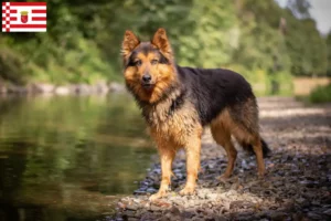 Read more about the article Chodziescy hodowcy psów i szczeniąt w Brema