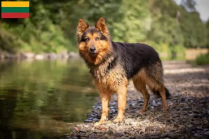 Read more about the article Chodziescy hodowcy psów i szczeniąt na Litwie