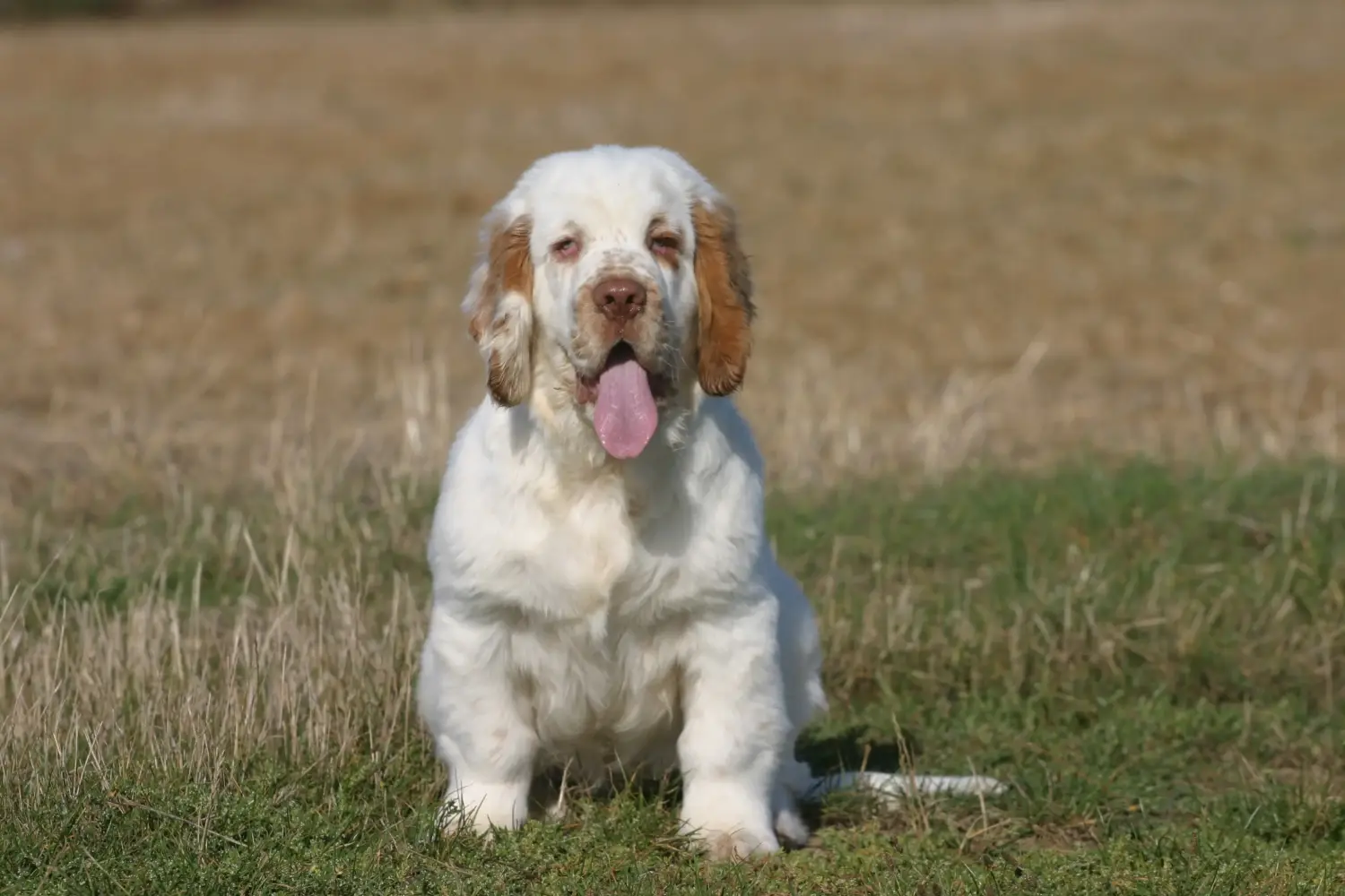 Kupno szczeniaka Clumber Spaniela oznacza wzięcie na siebie odpowiedzialności! Kup szczenięta Clumber Spaniel.