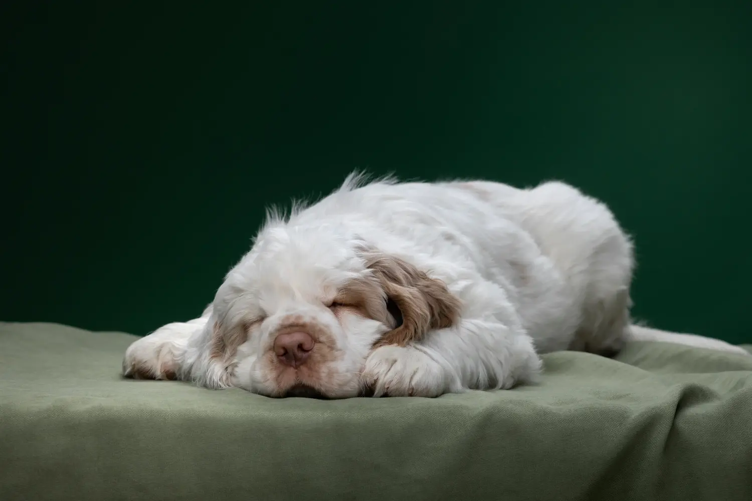 Kupno szczeniaka Clumber Spaniela oznacza wzięcie na siebie odpowiedzialności! Kup szczenięta Clumber Spaniel.