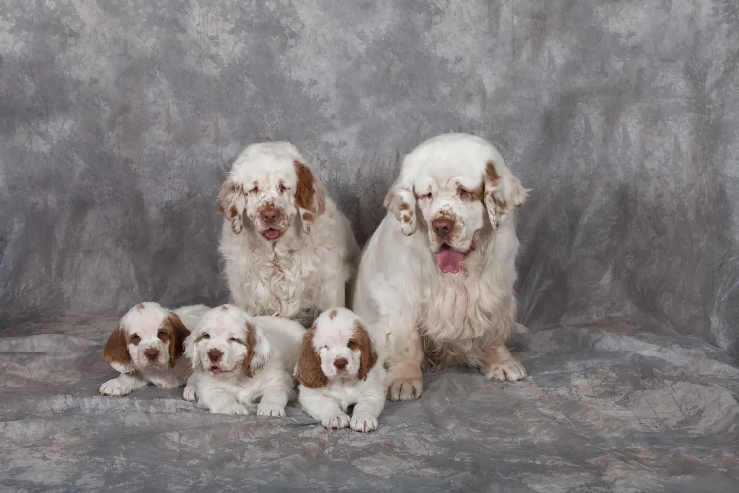 Kupno szczeniaka Clumber Spaniela oznacza wzięcie na siebie odpowiedzialności! Kup szczenięta Clumber Spaniel.