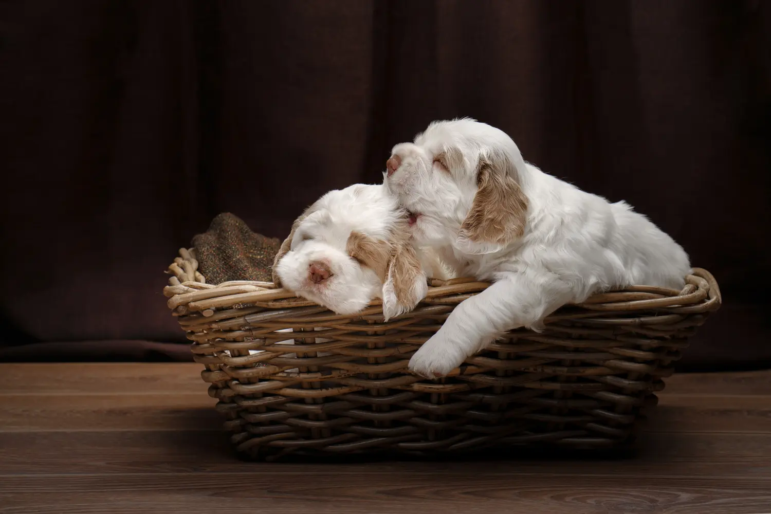 Kupno szczeniaka Clumber Spaniela oznacza wzięcie na siebie odpowiedzialności! Kup szczenięta Clumber Spaniel.