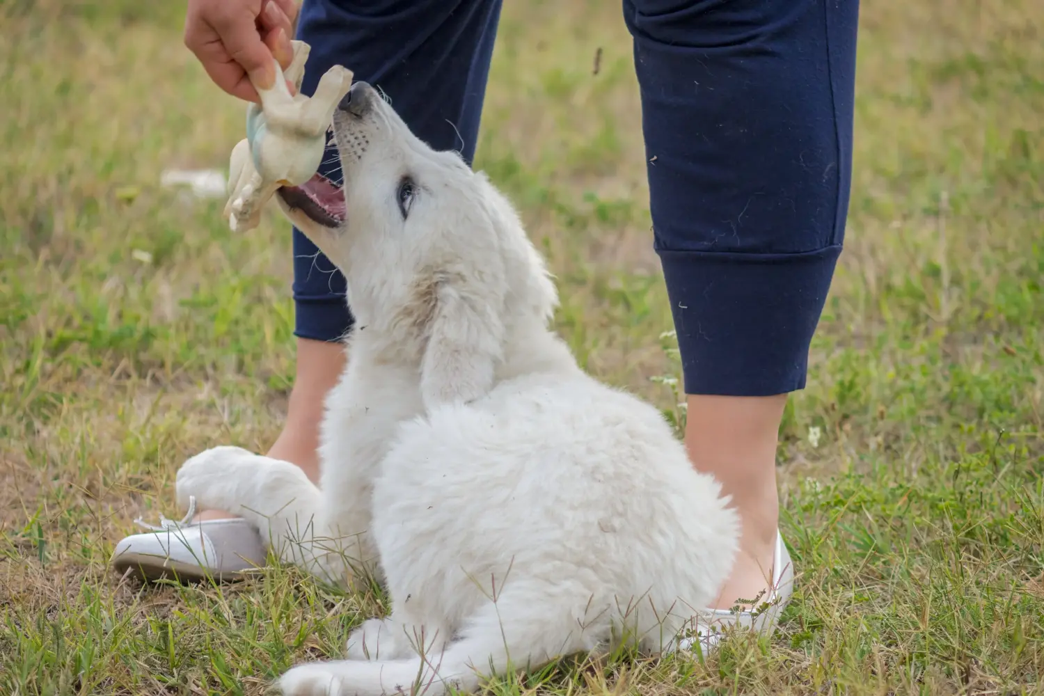 Kupno szczeniaka Kuvasz oznacza wzięcie odpowiedzialności! Kup szczenięta Kuvasz.