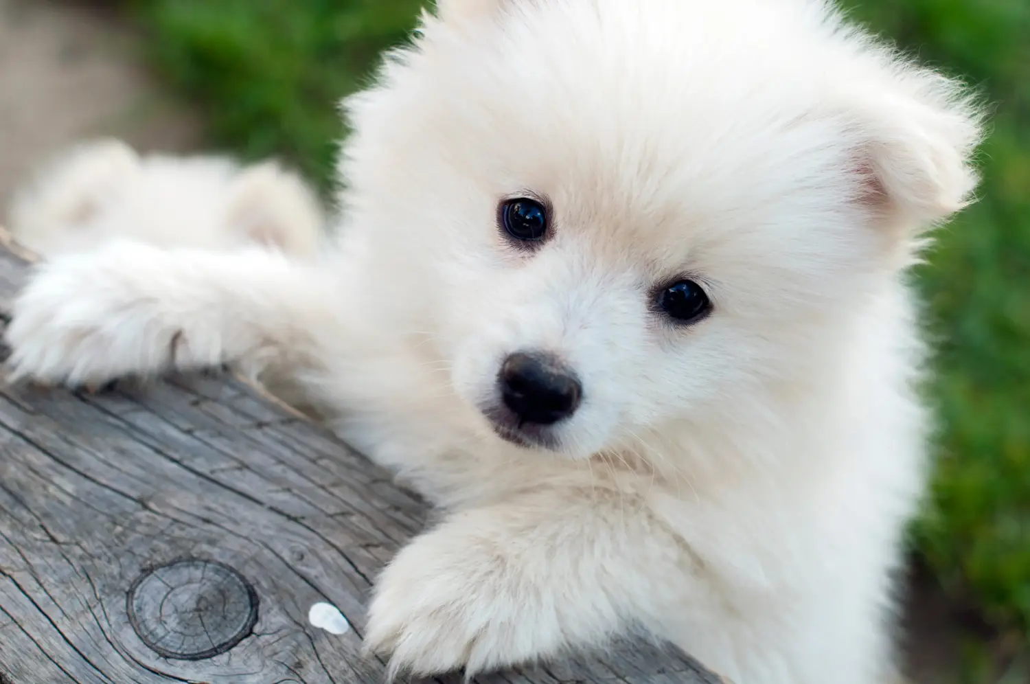Kupno szczeniaka rasy Pomsky oznacza wzięcie odpowiedzialności! Kup szczenięta rasy Pomsky.