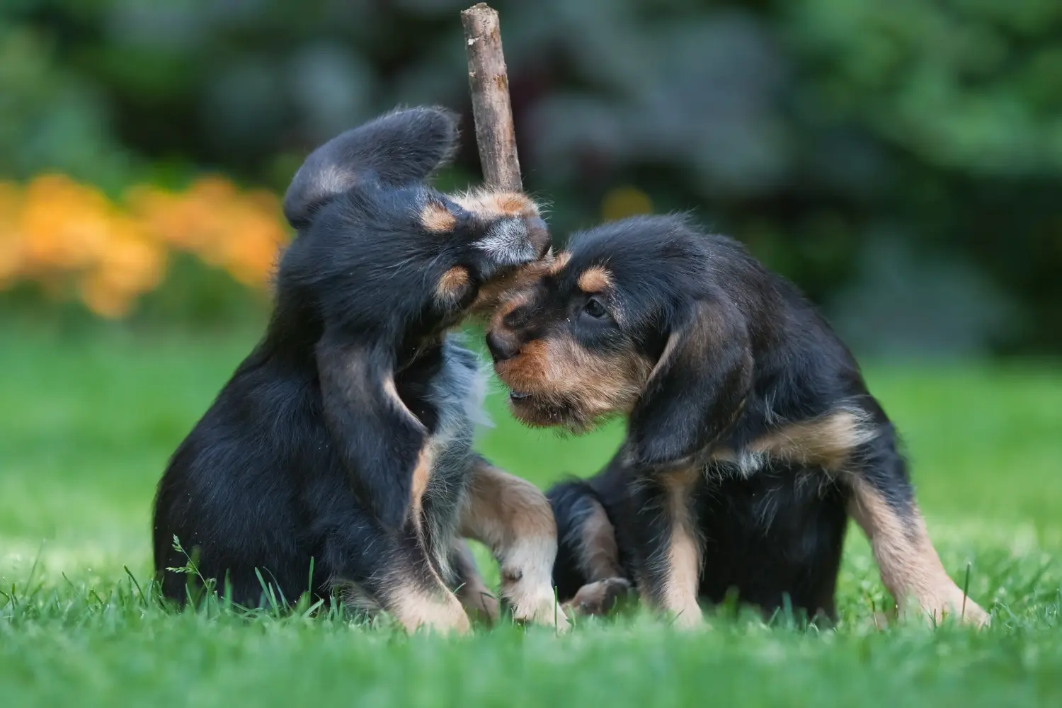 Kupno szczeniaka rasy Otterhund oznacza wzięcie na siebie odpowiedzialności! Kup szczenięta rasy Otterhund.