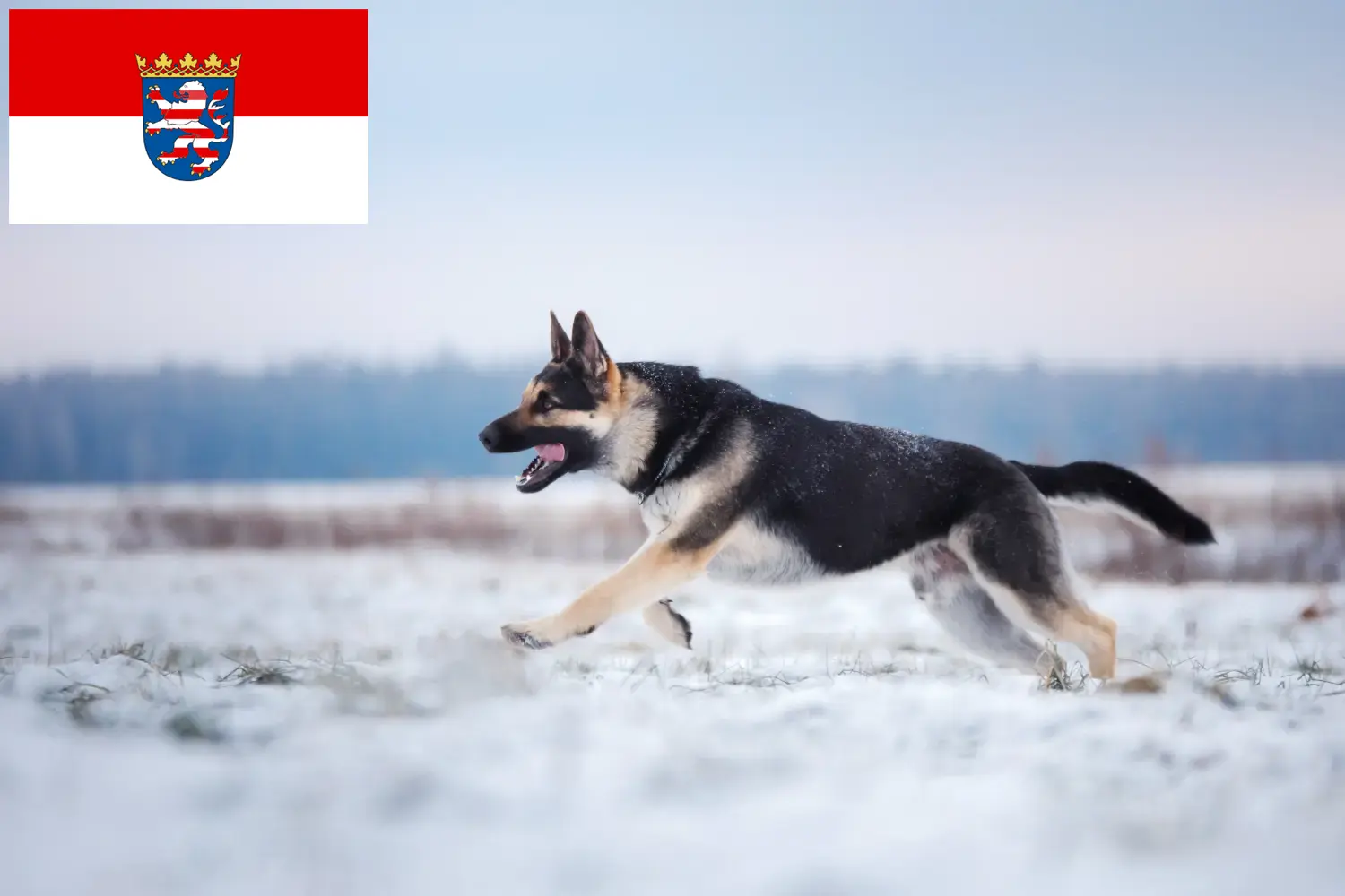 Owczarek wschodnioeuropejski szczenięta i hodowca Hesja Tutaj znajdziesz hodowców rasy Owczarek wschodnioeuropejski w Hesja.