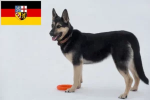 Read more about the article Hodowla owczarków wschodnioeuropejskich i szczeniąt w Kraju Saary