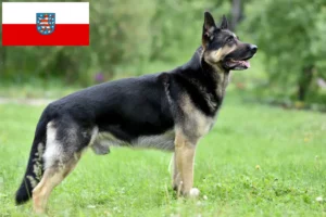 Read more about the article Hodowla owczarków wschodnioeuropejskich i szczeniąt w Turyngii