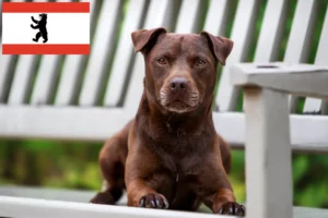 Read more about the article Hodowcy i szczenięta Patterdale terrier w Berlin
