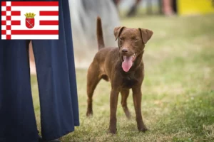 Read more about the article Hodowcy i szczenięta Patterdale terrier w Brema