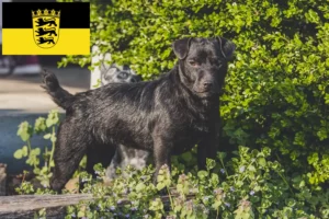 Read more about the article Hodowcy i szczenięta Patterdale terrier w Badenia-Wirtembergia