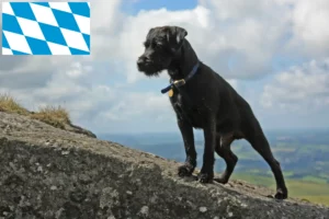 Read more about the article Hodowcy i szczenięta Patterdale terrier w Bawaria