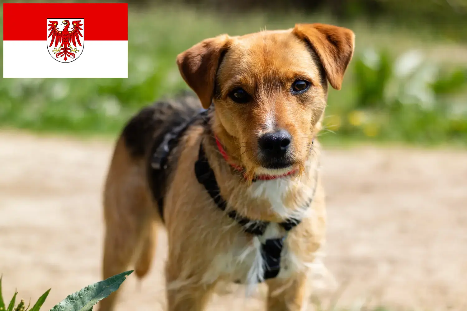 Read more about the article Hodowcy i szczenięta Patterdale terrier w Brandenburgia