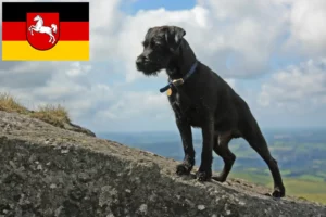 Read more about the article Hodowcy i szczenięta Patterdale terrier w Dolna Saksonia