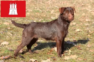 Read more about the article Hodowcy i szczenięta Patterdale terrier w Hamburg